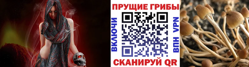 Псилоцибиновые грибы Psilocybe Железноводск